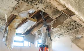 Why You Should Choose Our Mold Remediation Services in Avoca, IA